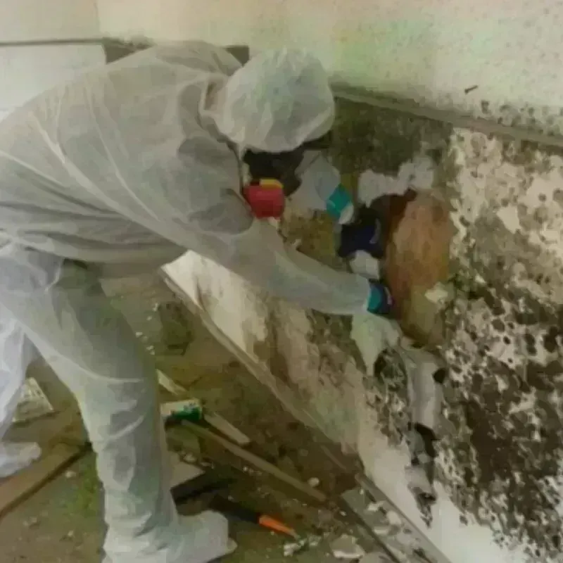 Mold Remediation and Removal in Cloverleaf, TX